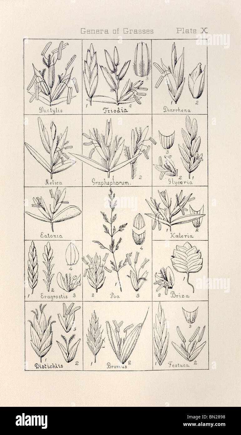 Botanical print from Manual of Botany of the Northern United States, Asa Gray, 1889. Plate X, Genera of Grasses. Stock Photo