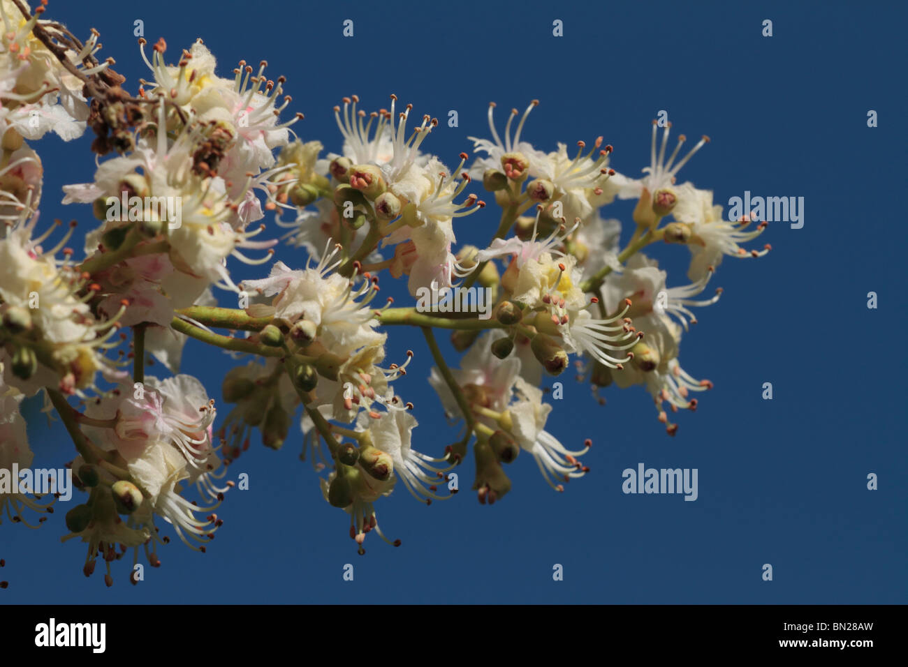 Horse Chestnut Blossom (Aesculus hippocastanum) Stock Photo