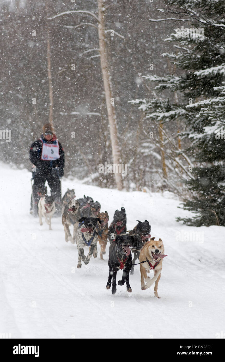 Sled Dog Racing- A musher and his dog team race in the 2009 World Championship Fur Rondy Sprint race along Stock Photo