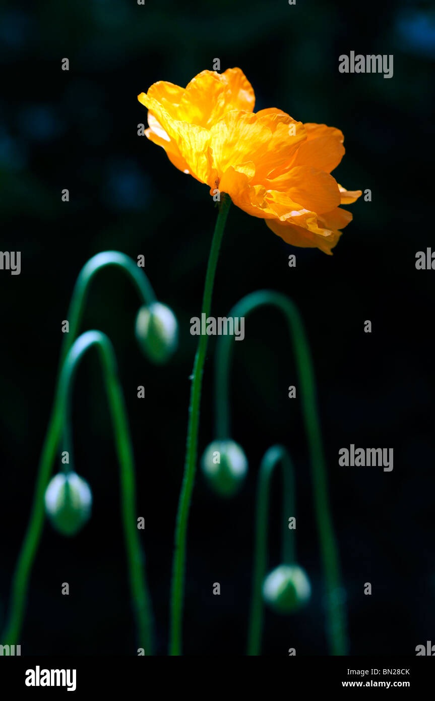 Orange Poppy flower Stock Photo Alamy