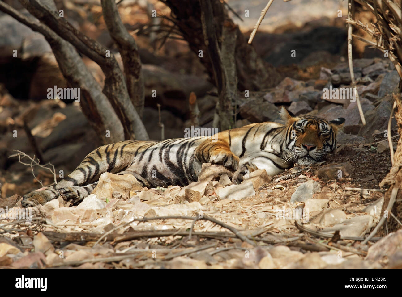 Tiger sleeping under a tree shade in Ranthambhore National Park, India
