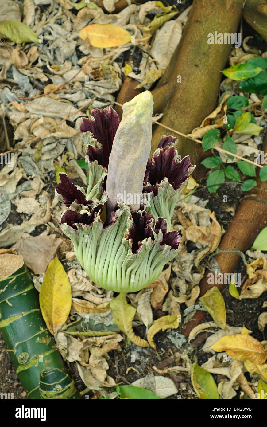 The Amorphophallus titanum or Corpse flower in bloom at the Huntington Library and Botanical Garden. Stock Photo