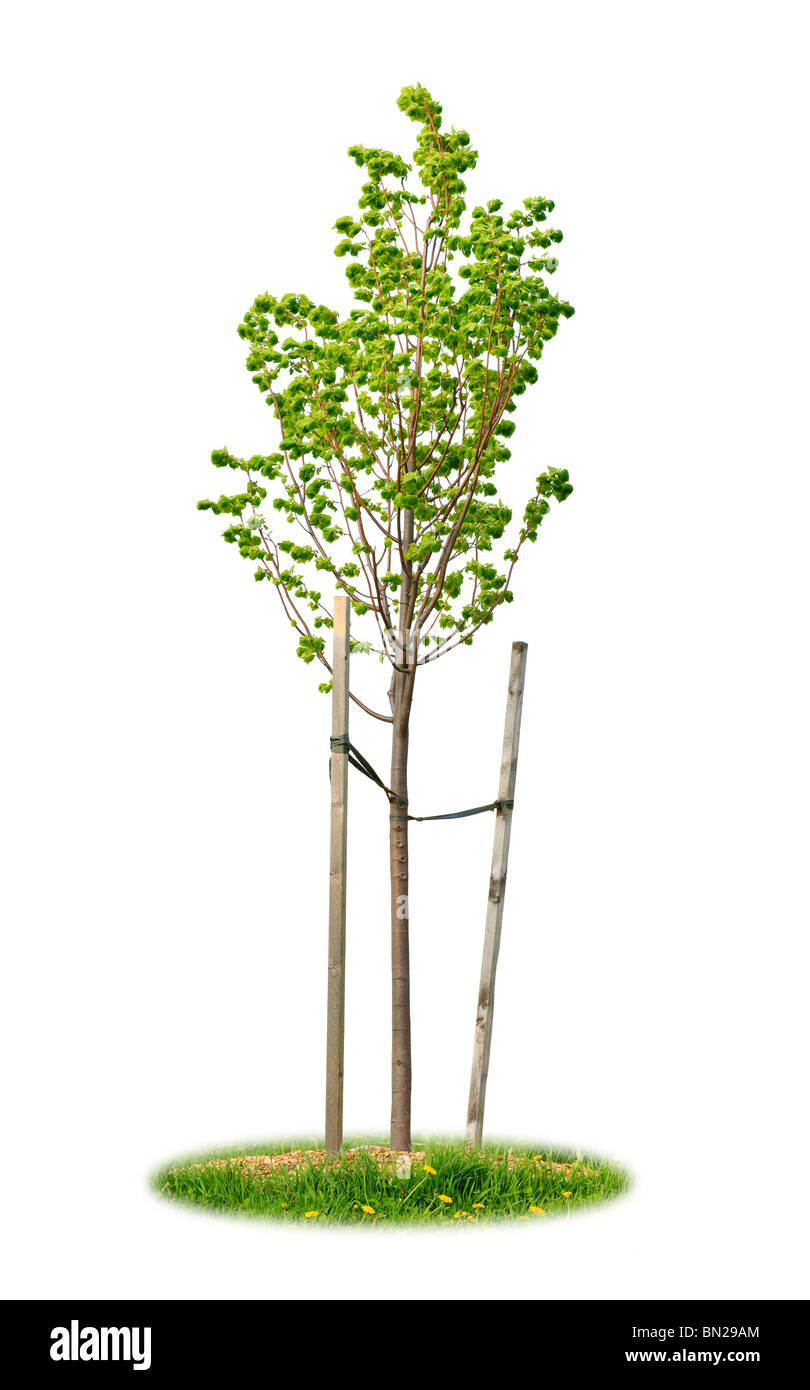 Young linden tree held with wooden stakes isolated on white background Stock Photo