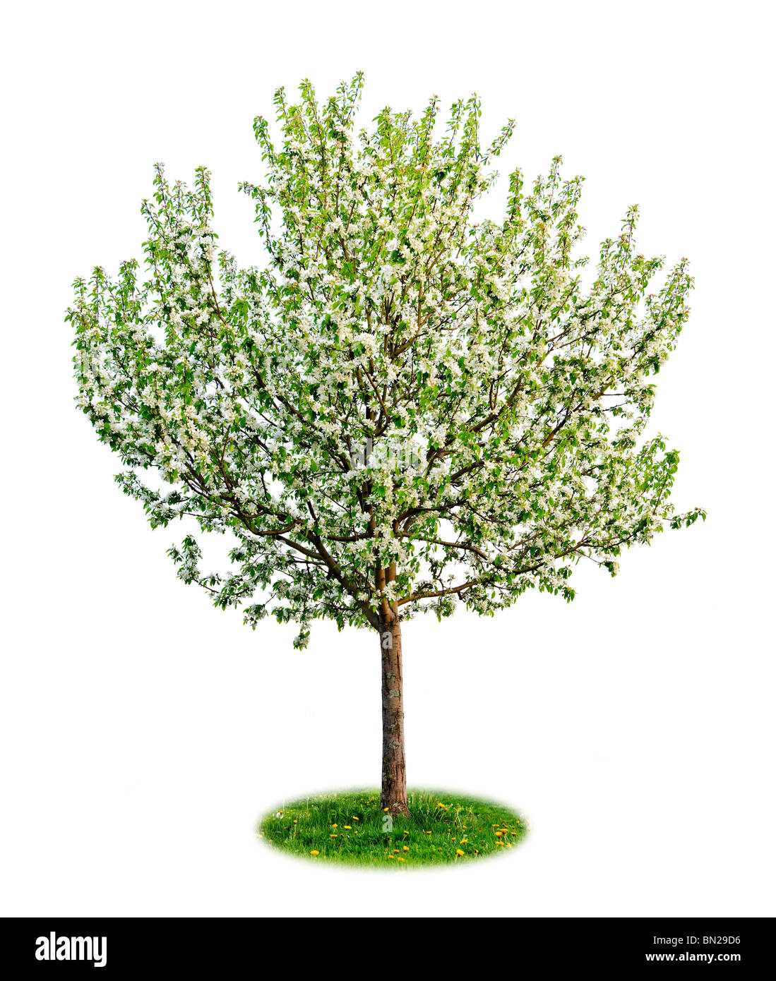 Single young flowering apple tree in spring isolated on white background Stock Photo