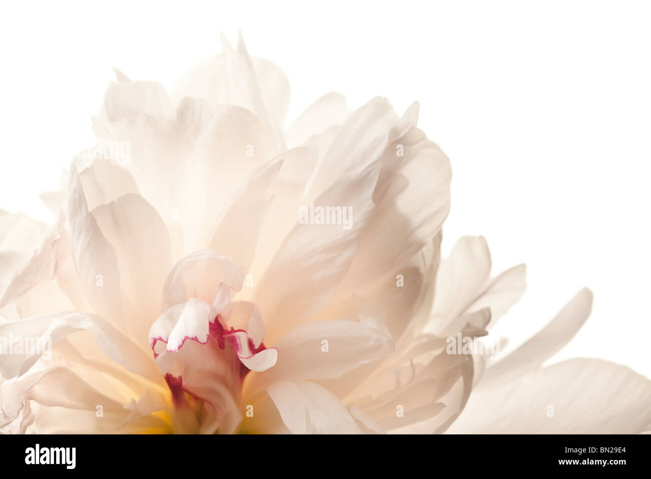 Peony Blossom isolated on a white background Stock Photo - Alamy