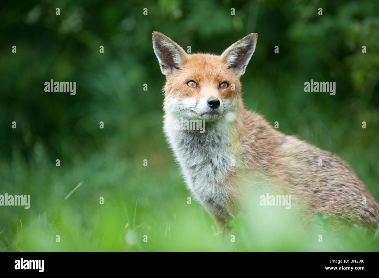 Red Fox at the British Wildlife Centre Stock Photo