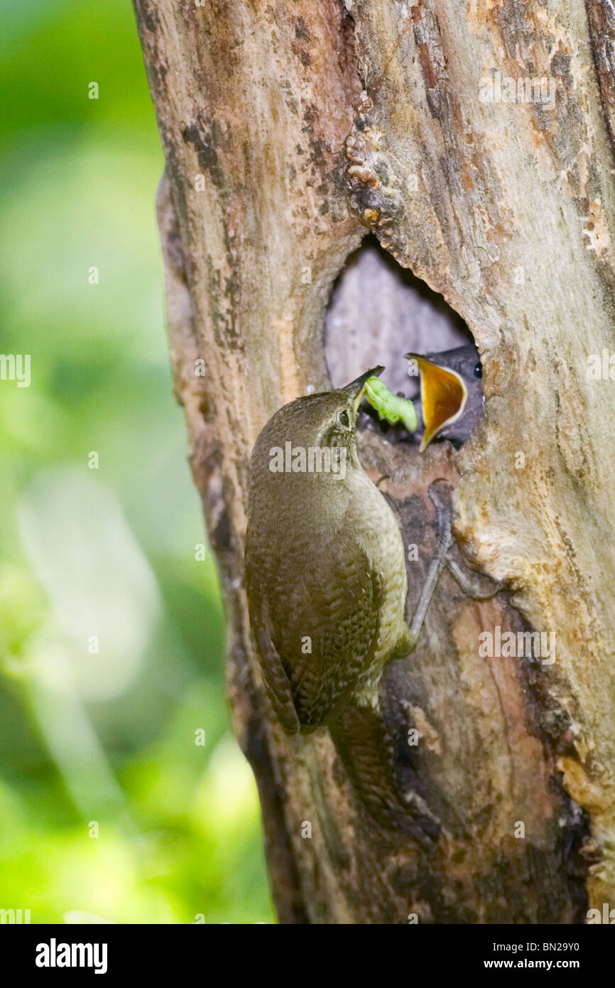 Adult House Wren feeding chick a bright green caterpillar Stock Photo