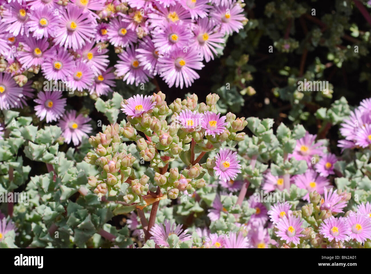 Lampranthus piquetbergensis, is an ice plant succulent in the family Aizoaceae. Spectacularly colorful blooms cover the plant. Stock Photo