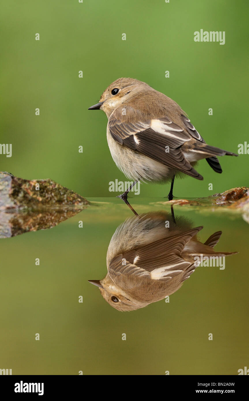 Pied Flycatcher reflected in the water Stock Photo