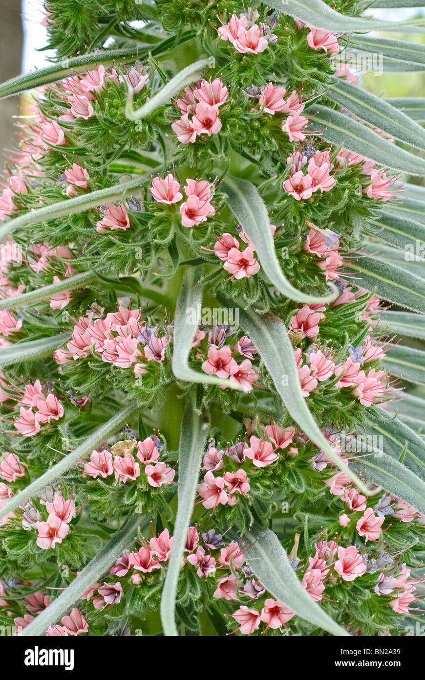 The Tower of Jewels plant, Echium wildpretii is an herbaceous biennial