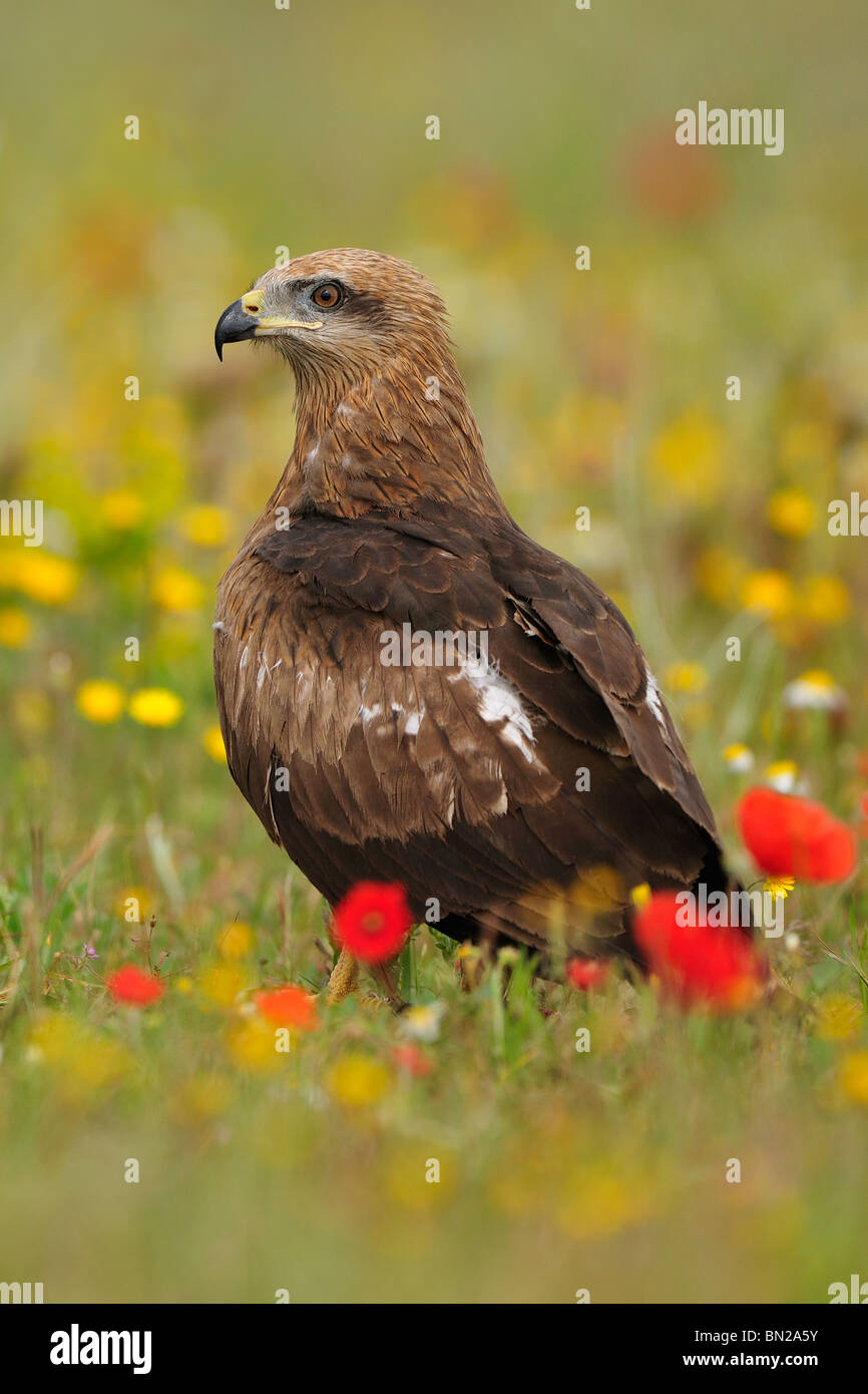 Black Kite (Milvus migrans) between poppies in spring during his breeding period in the Iberian peninsula, in Europe. Stock Photo