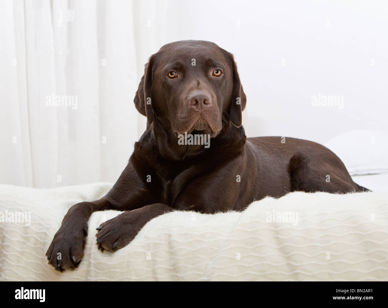 Chocolate Labrador Lying on Bed Stock Photo Alamy