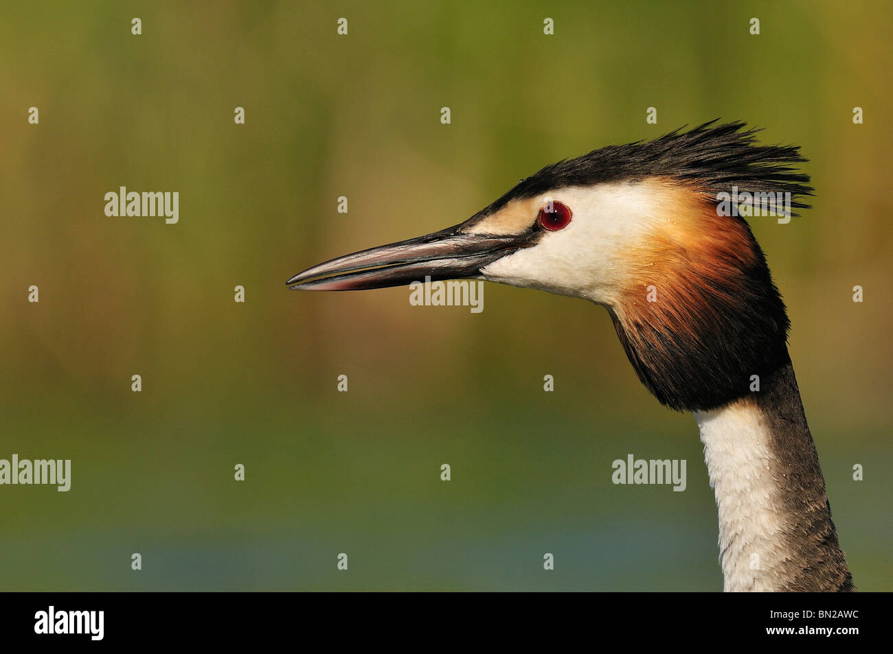 Great Crested Grebe's portrait in the wetland Stock Photo