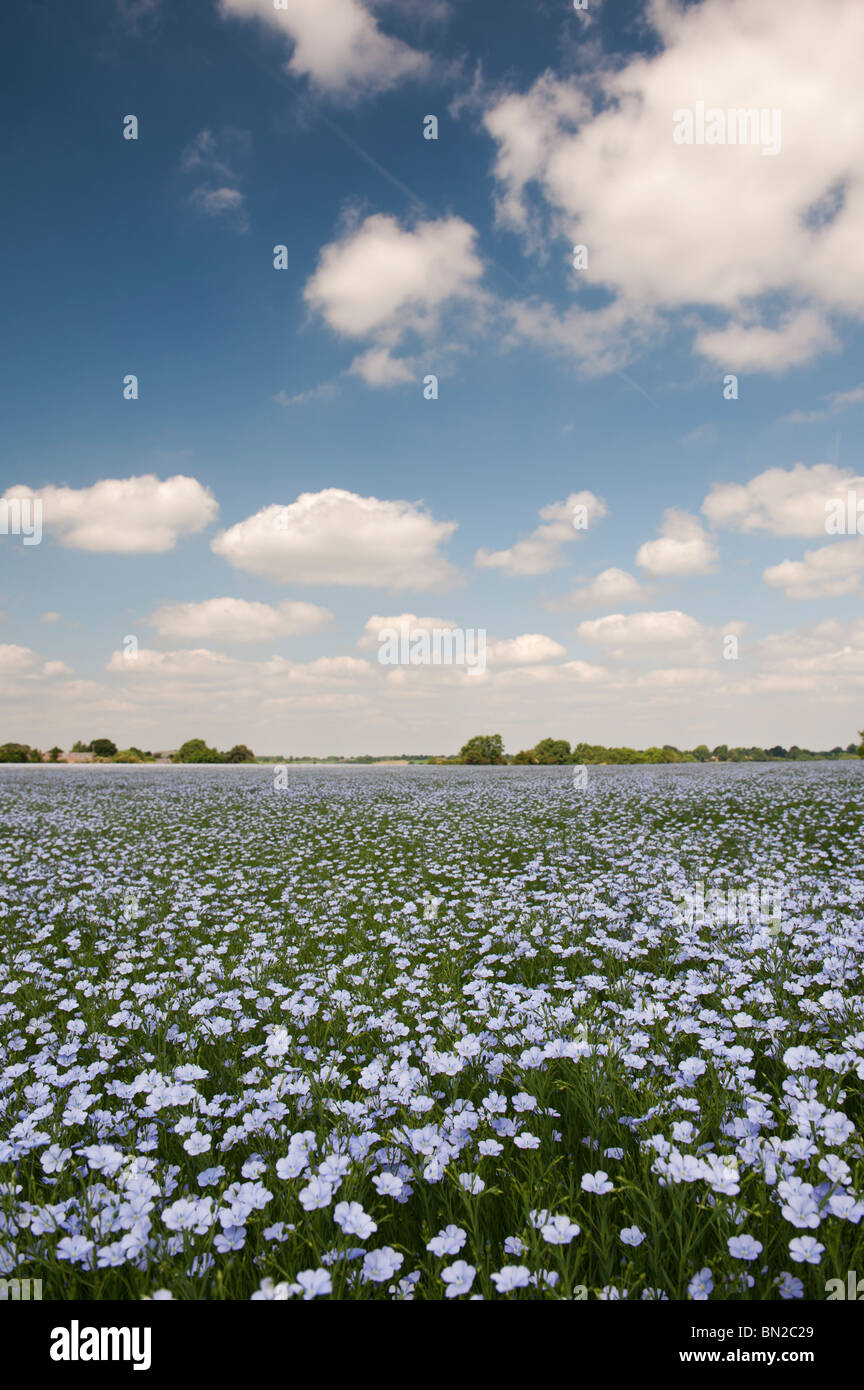 Linum usitatissimum. Linseed crop flowering in a field in the English ...