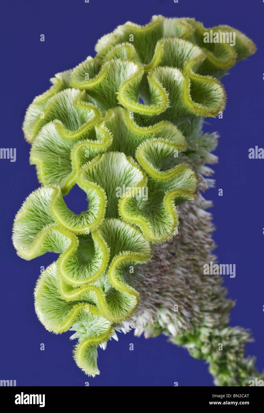 Green Celosia close up Stock Photo
