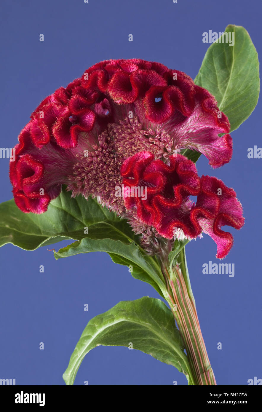 Red Celosia Cockscomb on blue background Stock Photo