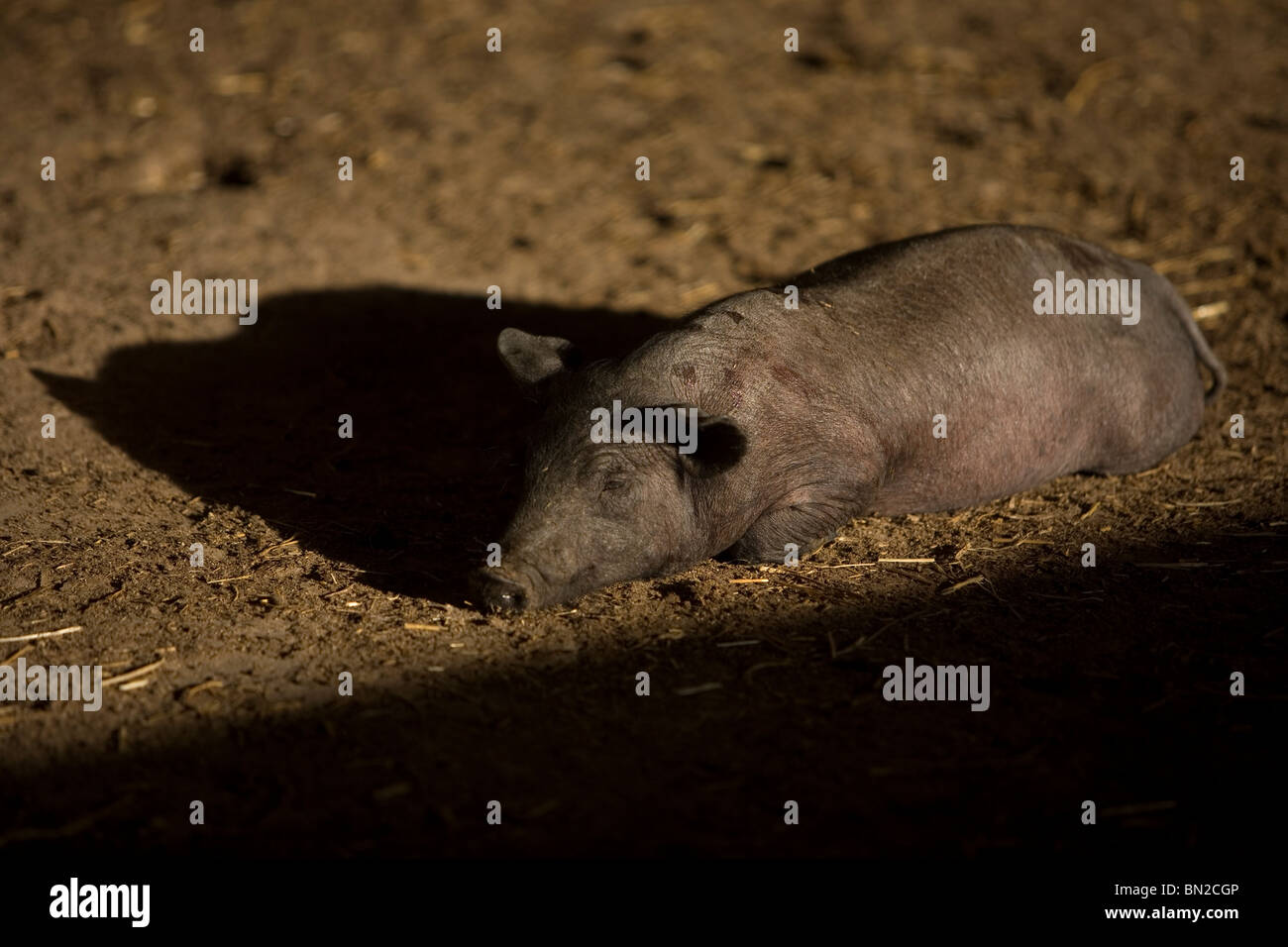 A baby Spanish Iberian pig sleeps in a pig pen in Prado del Rey, Sierra de Cadiz, Cadiz province, Andalusia, Spain Stock Photo