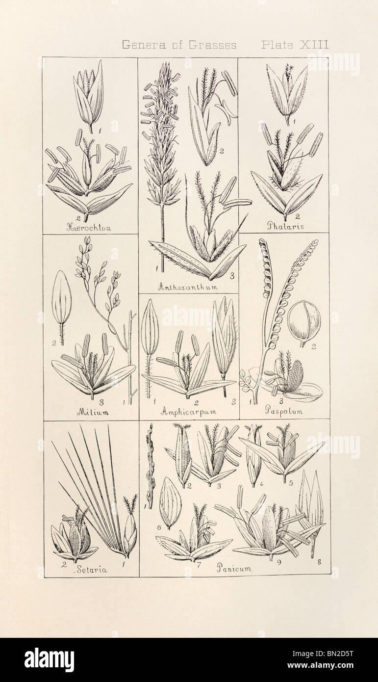 Botanical print from Manual of Botany of the Northern United States, Asa Gray, 1889. Plate XIII, Genera of Grasses. Stock Photo
