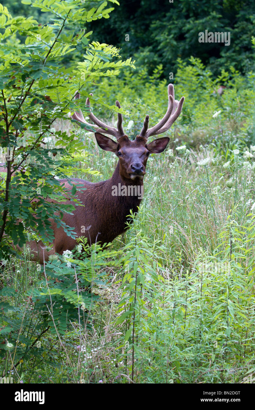 A big bull elk Stock Photo