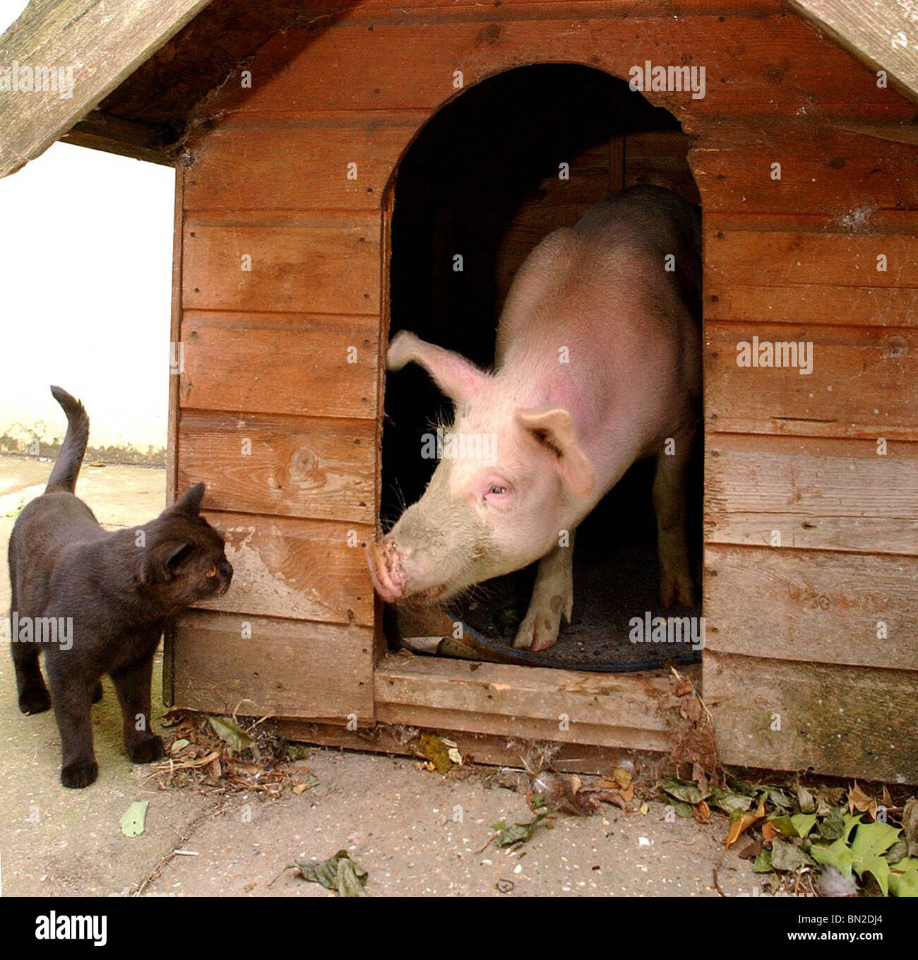 Susan a rescued pig who thinks she is a dog a ' pog' .. or a 'dig