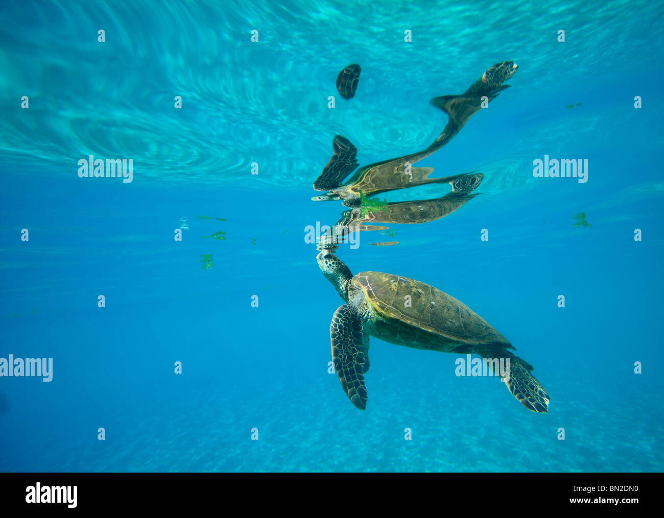 Underwater Green Sea Turtle swimminf off the coast of Hawaii Stock Photo Alamy