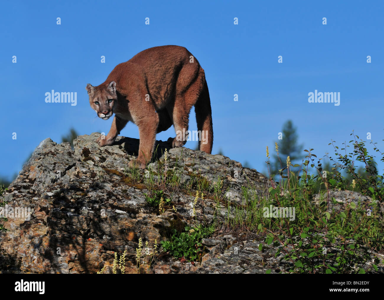 Mountain lion on cliff hires stock photography and images Alamy