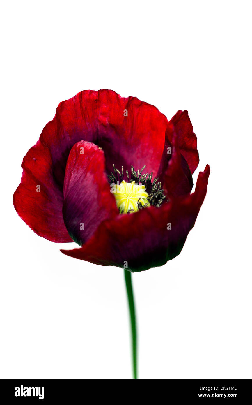 Single Red common poppy on a white background Stock Photo