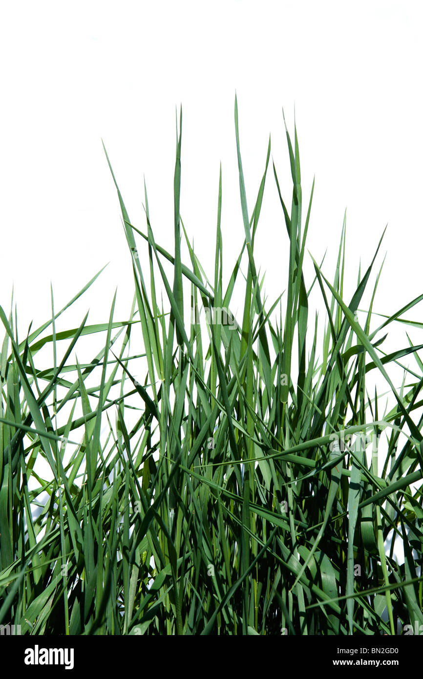 image of green grass isolated on white background Stock Photo - Alamy