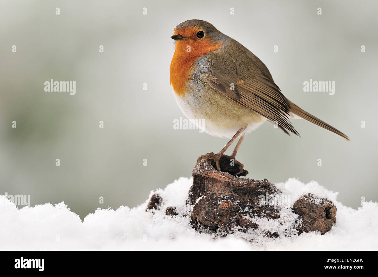 Robin (erithacus rubecula) perched in a trunk between the snow Stock Photo