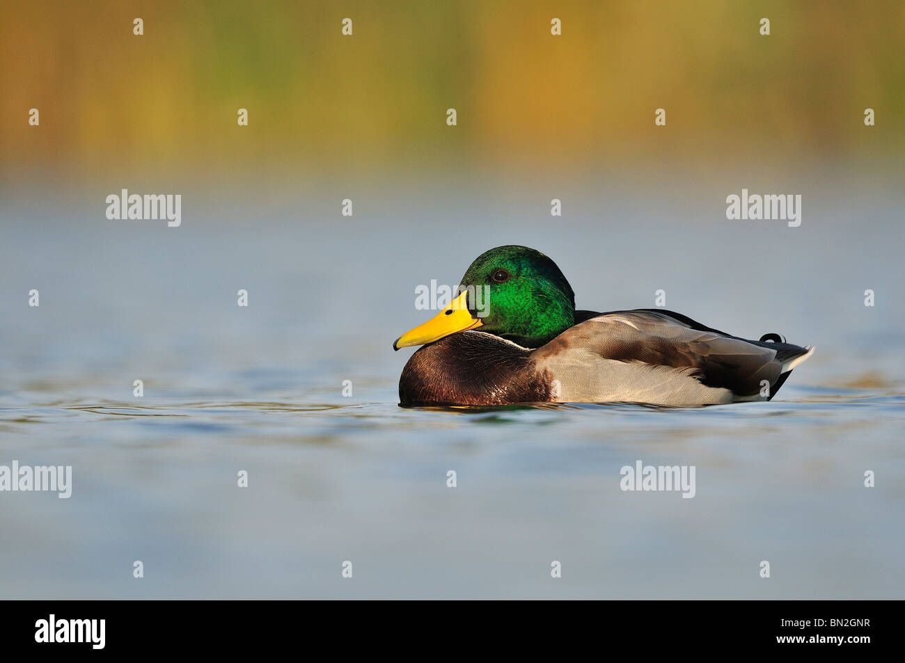 Mallard (Anas platyrhynchos) in the lake. Stock Photo