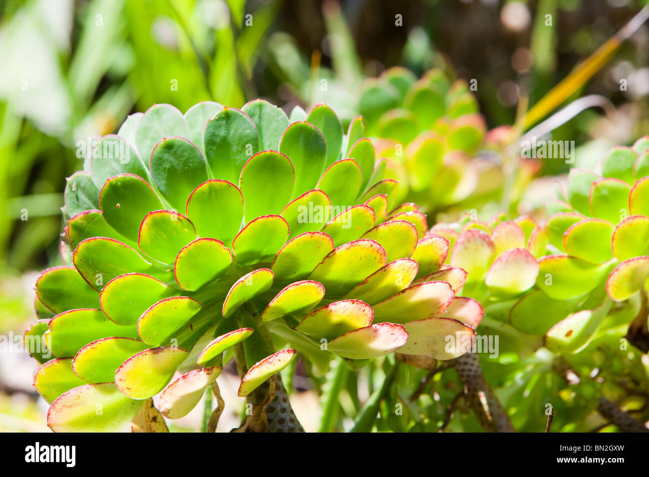 Tropical vegetation on Tresco, Isles of Scilly Stock Photo