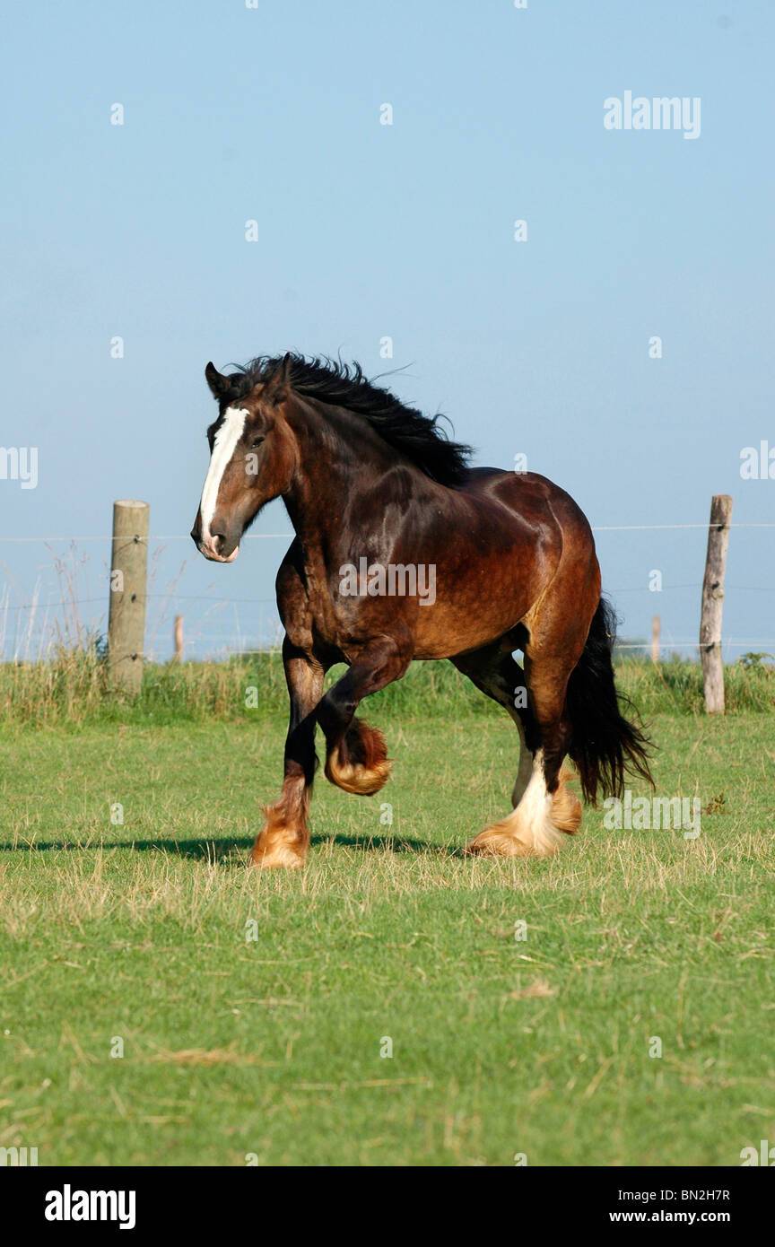 Shire horse and cart hires stock photography and images Alamy