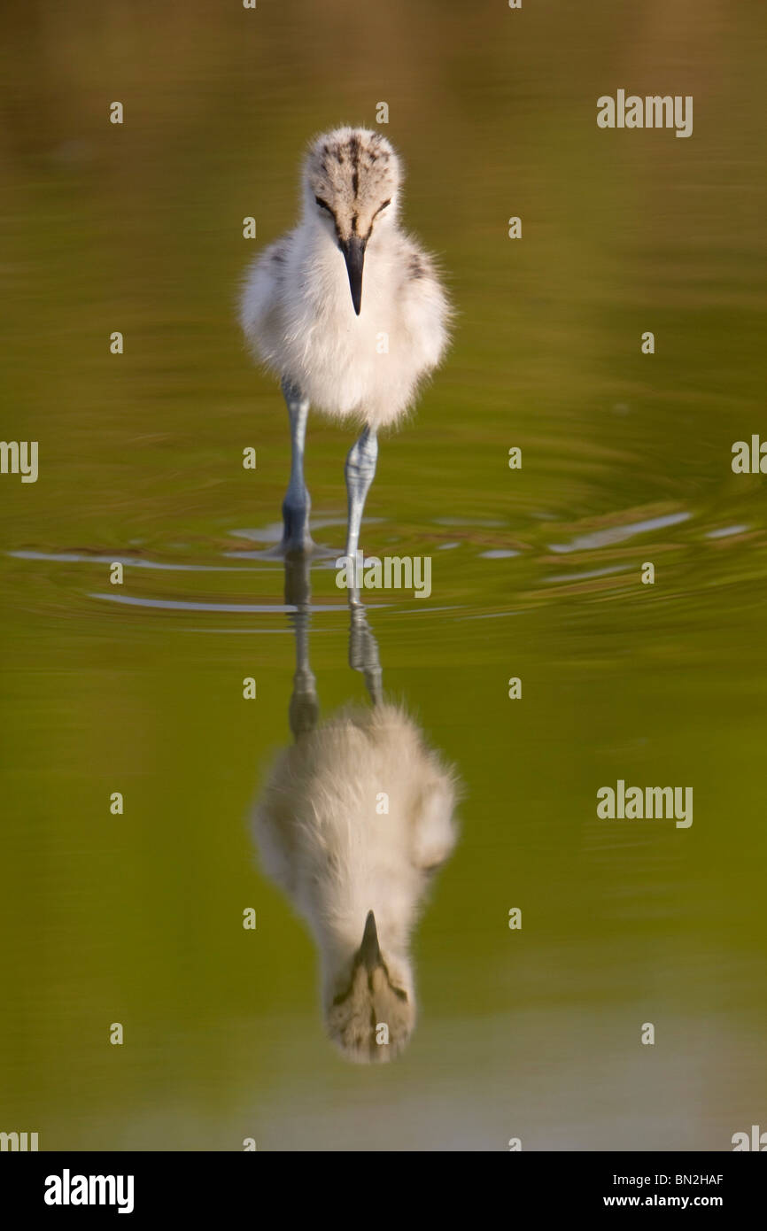 Avocet; Recurvirostra avosetta; chick in water Stock Photo