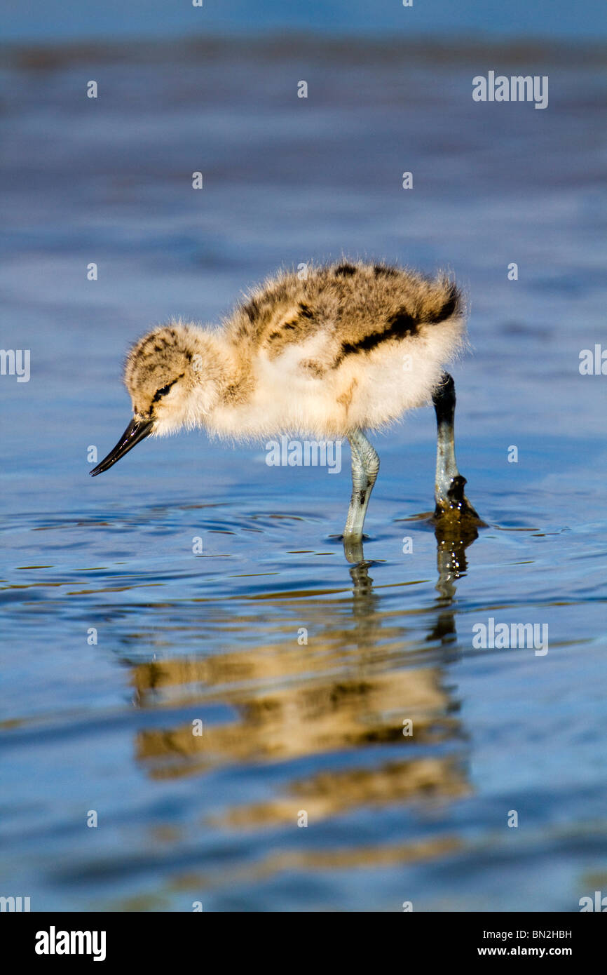 Avocet; Recurvirostra avosetta; chick in water Stock Photo