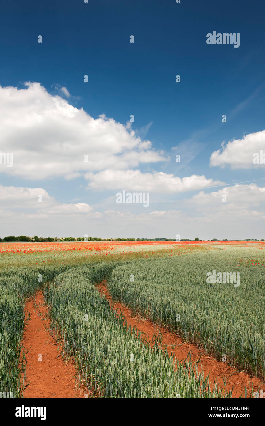 Tractor tracks through a field of wheat and poppies in the English countryside Stock Photo