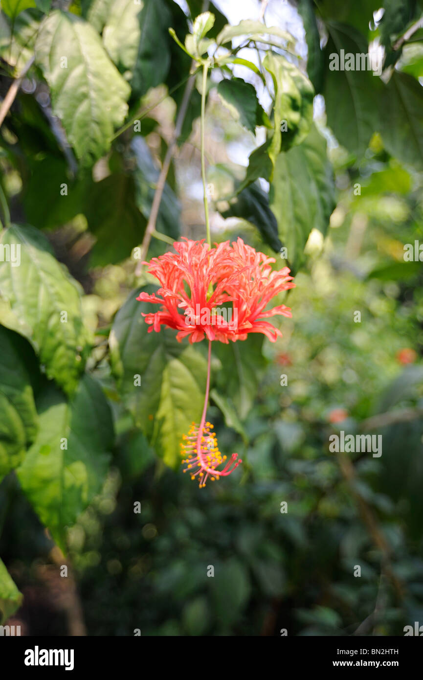 Red hanging Hibiscus flower Stock Photo