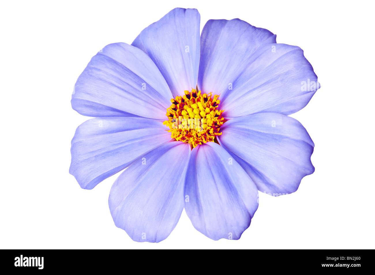 pink daisy isolated on a pure white background Stock Photo