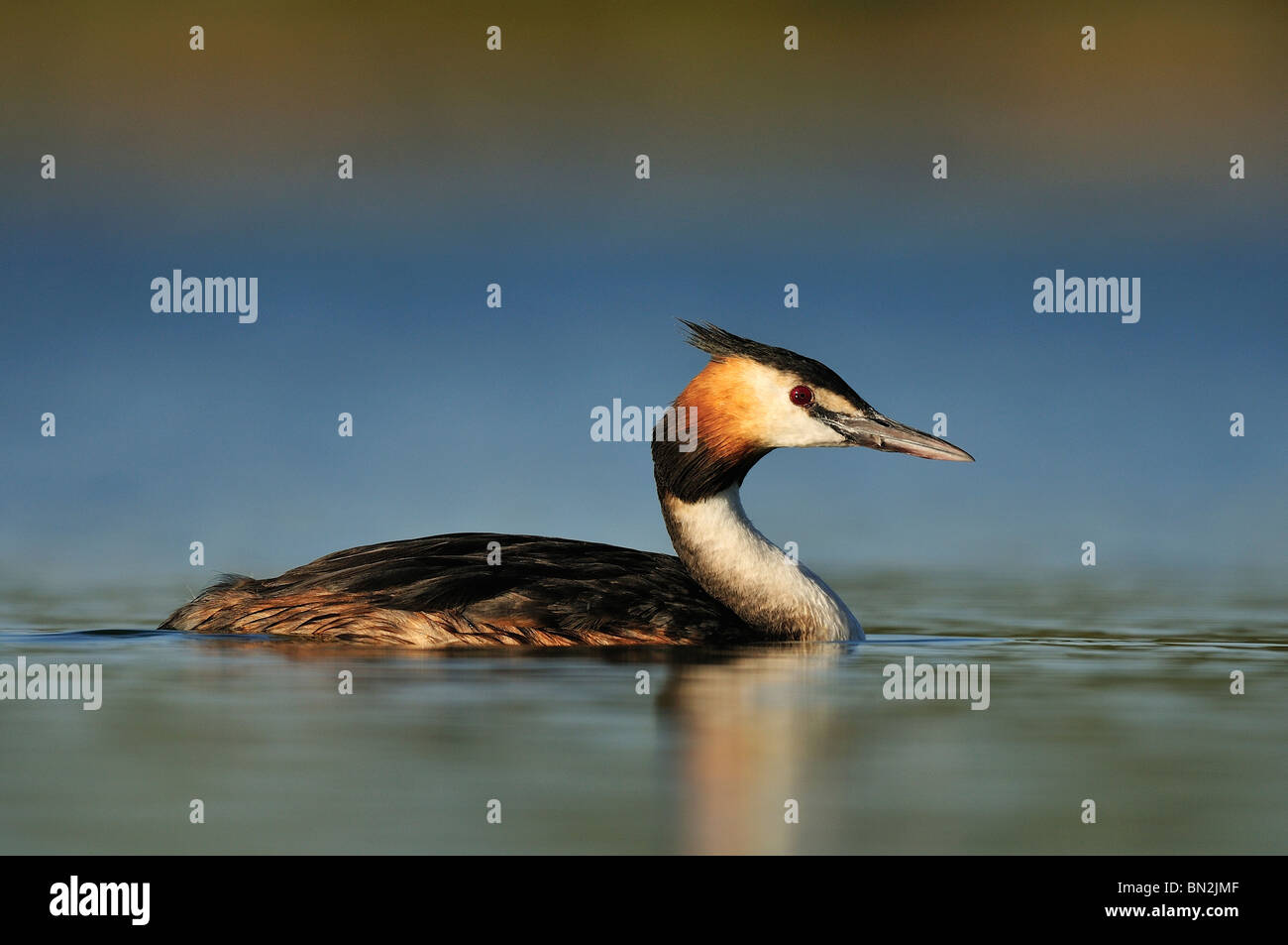 Adult of Great Crested Grebe (Podiceps cristatus) in the laked Stock Photo