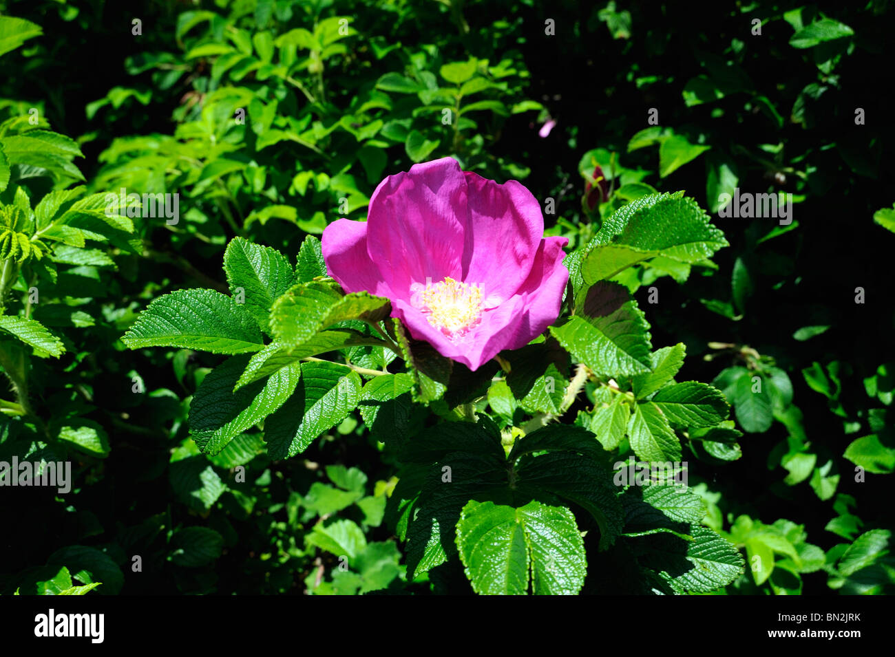 Pink Alpine Rose in flower Stock Photo