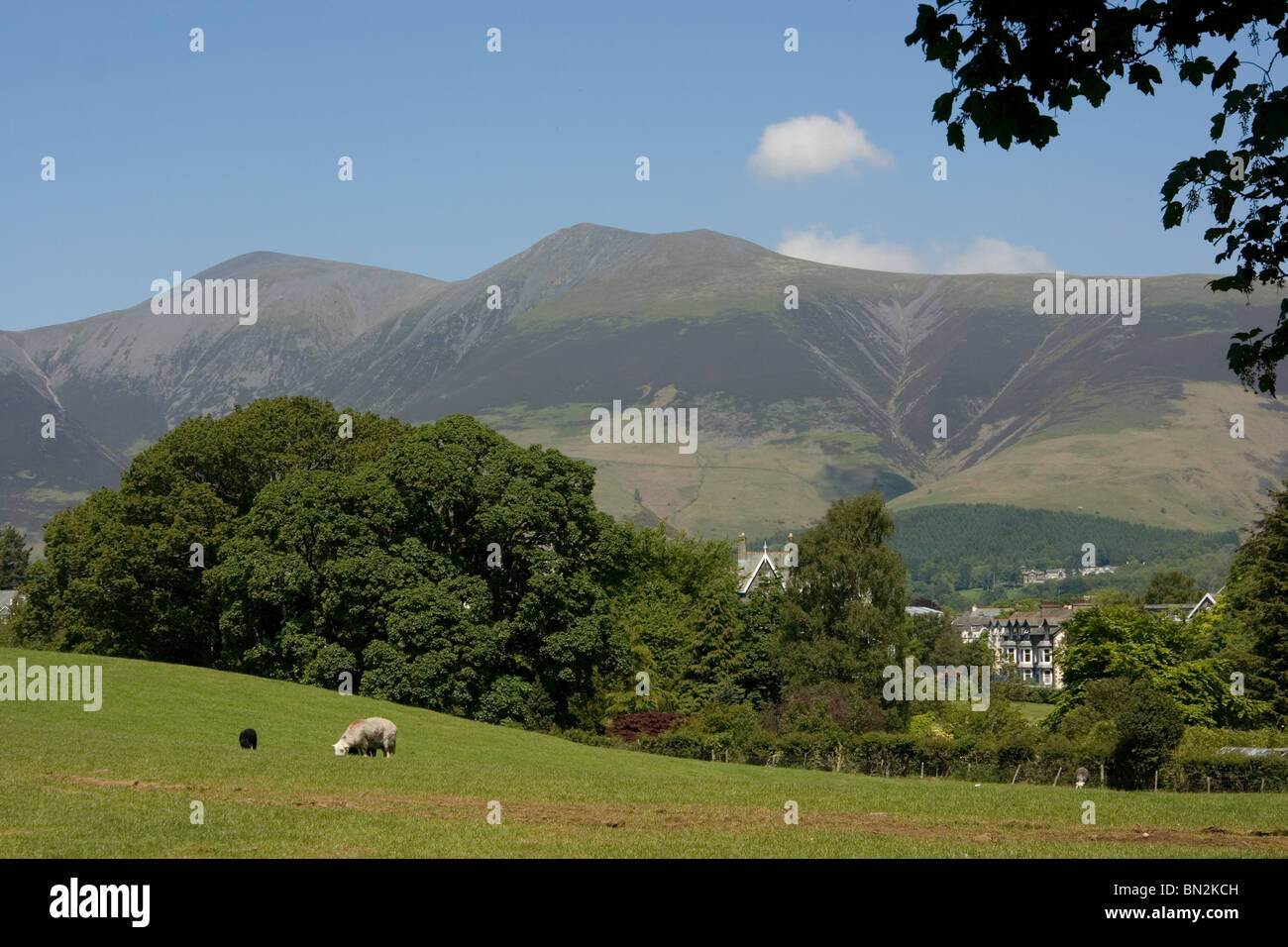Sheep grazing at Keswick, Cumbria, with high fells (mountains) in background Stock Photo