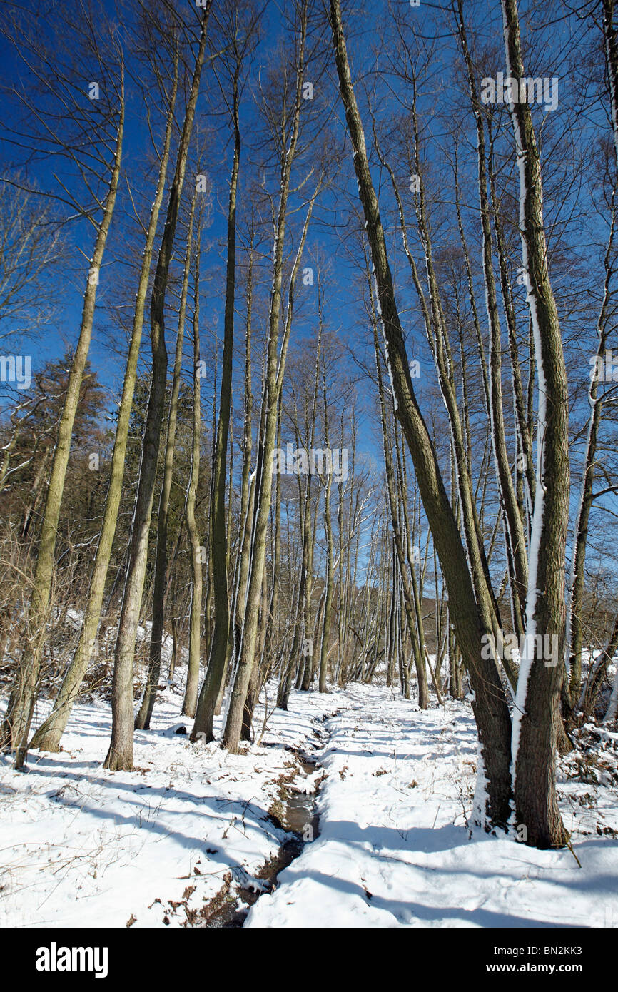 Alder trees in winter hi-res stock photography and images - Alamy