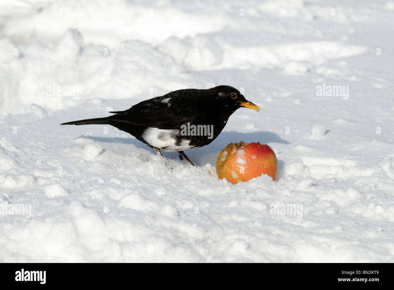 Blackbird, Turdus merula, with white feathers in plumage, feeding on apple in garden, winter Germany Stock Photo