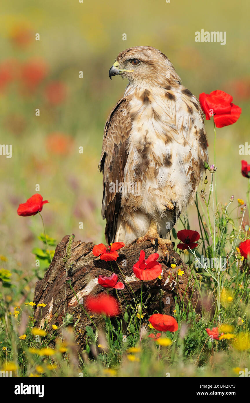 Common buzzard (buteo buteo) between poppies in the Spanish field Stock Photo