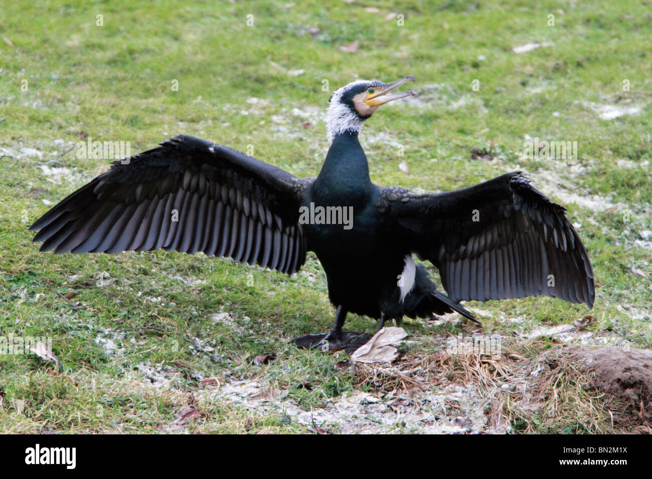 Comorant, Phalacrocorax carbo, in breeding plumage, stretching and drying its wing, river Fulda, Germany Stock Photo