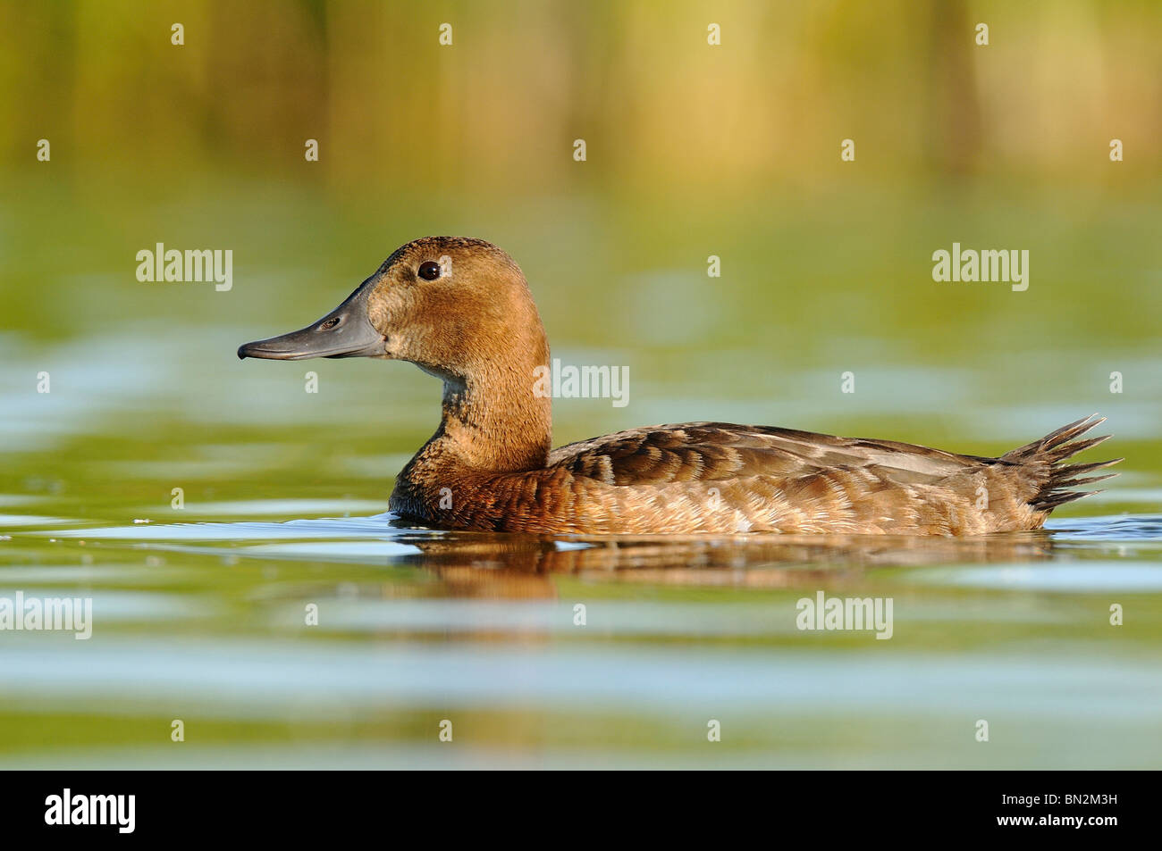 Common Pochard(Aythya ferina), female. Stock Photo