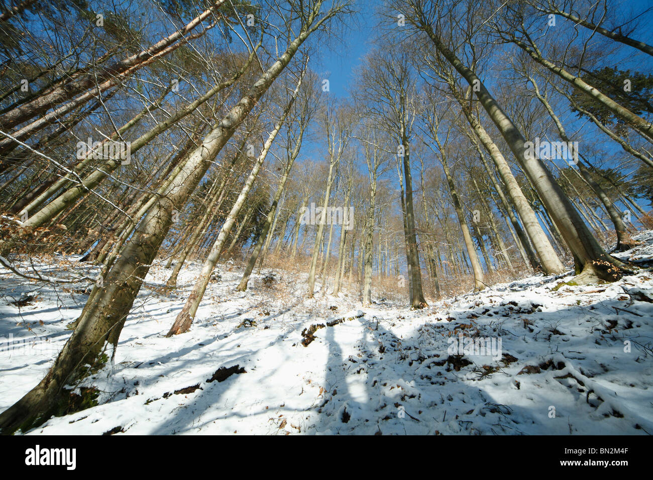 Mixed woodland, mainly beech trees, Fagus sylvatica, after snowfall in winter, Lower Saxony, Germany Stock Photo