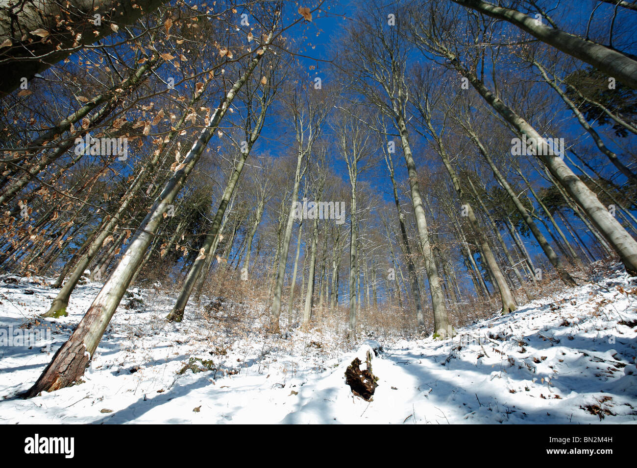 Mixed woodland, mainly beech trees, Fagus sylvatica, after snowfall in winter, Lower Saxony, Germany Stock Photo