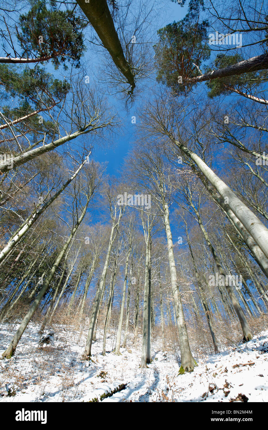 Mixed woodland, mainly beech trees, Fagus sylvatica, after snowfall in winter, Lower Saxony, Germany Stock Photo