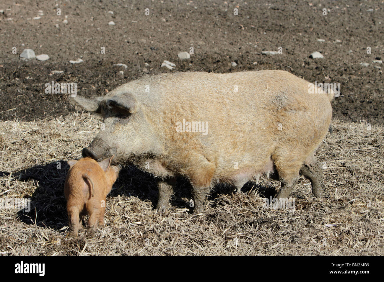 Hungarian wolly domestic pig, sow with piglet, on farmland, Hessen, Germany Stock Photo