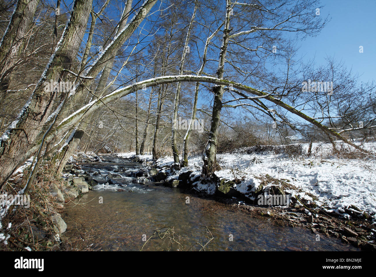 Common Alder Stock Photos & Common Alder Stock Images - Alamy